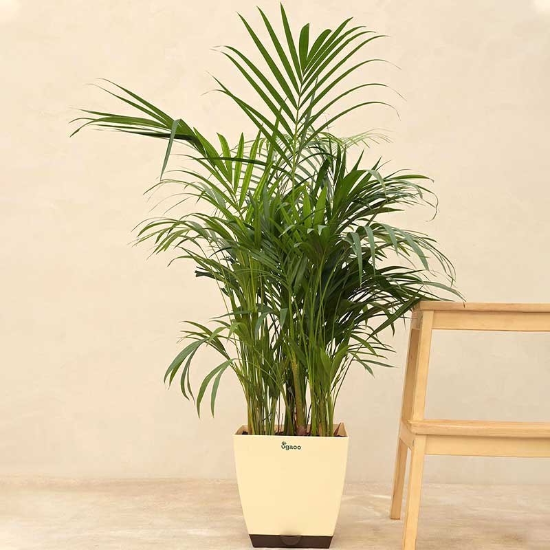 Areca Palm Natural Live Indoor Plant with Pot | Extra Large Default Title