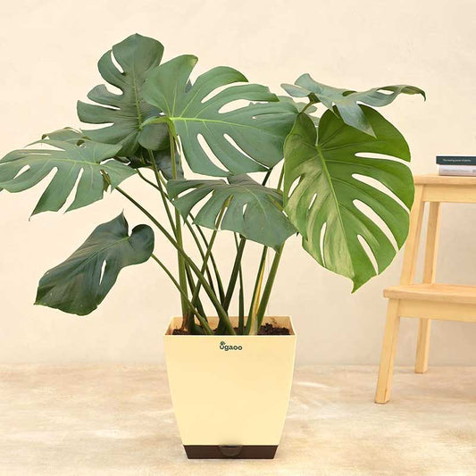 Monstera Deliciosa Natural Live Indoor Plant with Pot | Extra Large Default Title