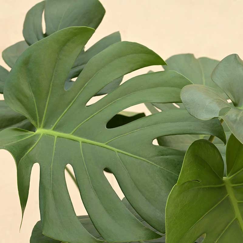 Monstera Deliciosa Natural Live Indoor Plant with Pot | Extra Large Default Title