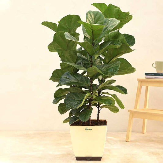Ficus Lyrata Bambino Natural Live Indoor Plant with Pot | Extra Large Default Title