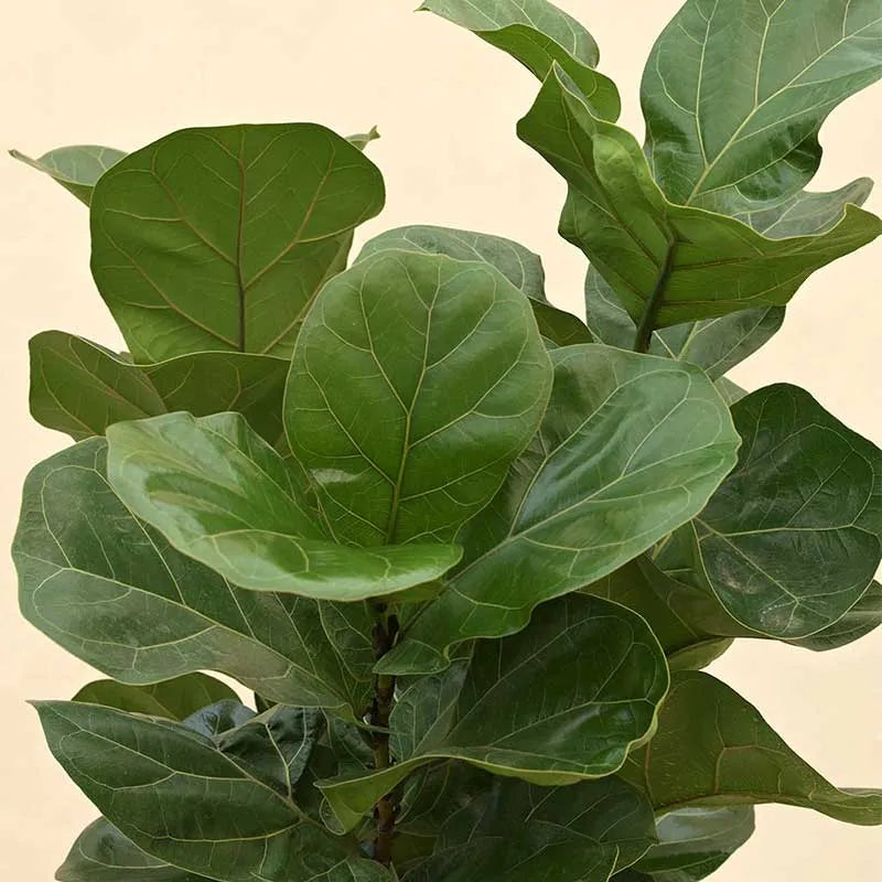 Ficus Lyrata Bambino Natural Live Indoor Plant with Pot | Extra Large Default Title