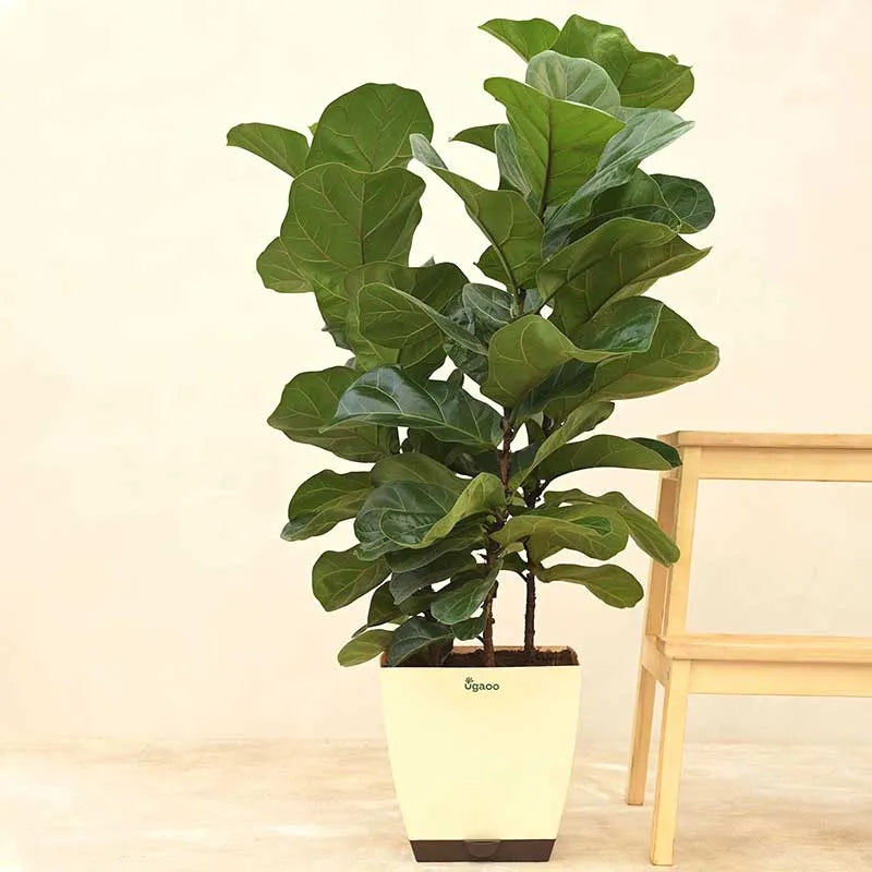 Ficus Lyrata Bambino Natural Live Indoor Plant with Pot | Extra Large Default Title