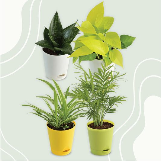 Combo of  Indoor Live Plants Air Purifying | Spider Plant, Sansevieria Green Plant, Money Plant Golden, Bamboo Palm Plant | Set of 4