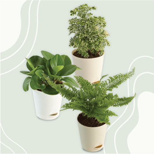 Indoor Live Plant Combo | Fern Fluffy Ruffles, Peperomia Green, Aralia Variegated | Set of 3