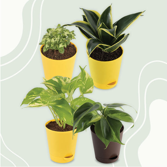 Combo of  Indoor Live Plants | Golden Hanhii Plant, Money Plant Variegated, Syngonium Mini Plant, Philodendron Brasil Plant | Set of 4