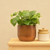 Ugaoo Pots & Planters Dusaan or dussan dushan doosan
