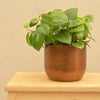 Ugaoo Pots & Planters Dusaan or dussan dushan doosan