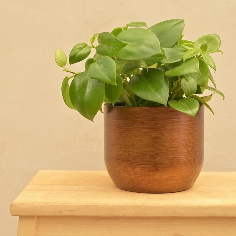 Ugaoo Pots & Planters Dusaan or dussan dushan doosan