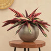 Ugaoo Pots & Planters Dusaan or dussan dushan doosan