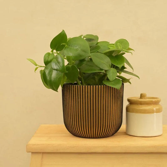 Ugaoo Pots & Planters Dusaan or dussan dushan doosan