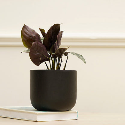 Jeanie Planter | Multiple colors Black