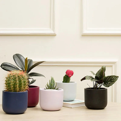 Jeanie Combo Planter | Set of 5 Default Title