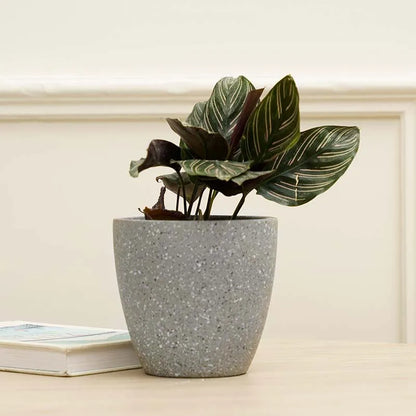 Marabelle Planter | Multiple colors Grey