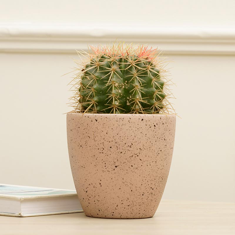 Marabelle Planter | Multiple colors Rose Gold