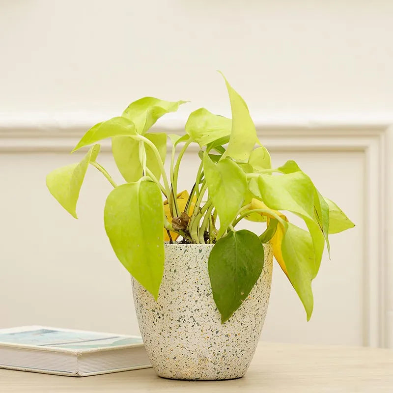 Marabelle Planter | Multiple colors White