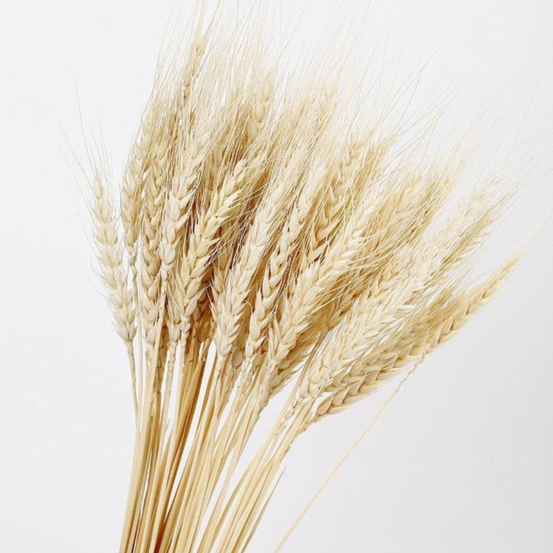 Wheat Grass White Dry Flowers