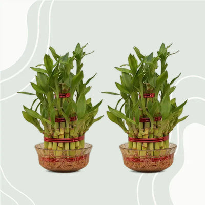 Lucky Bamboo Live Plant Combo | 6 x 9 inches